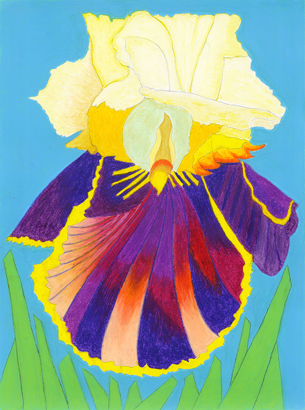 Rendering of a scallop shell shaped iris.