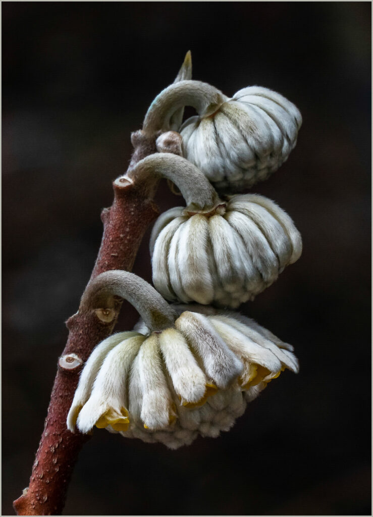 A photo of flowers